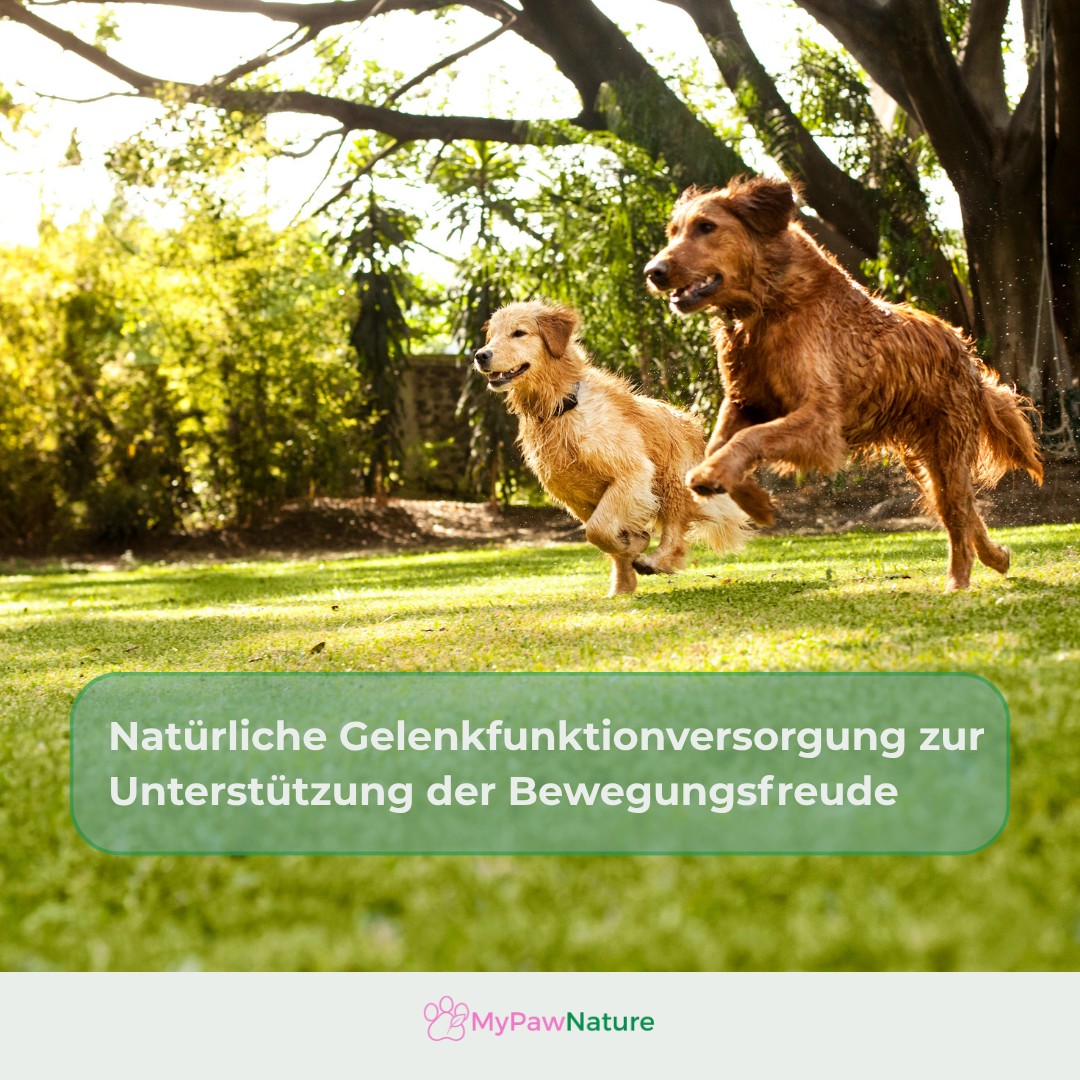 Move-Love Gelenk-Komplex