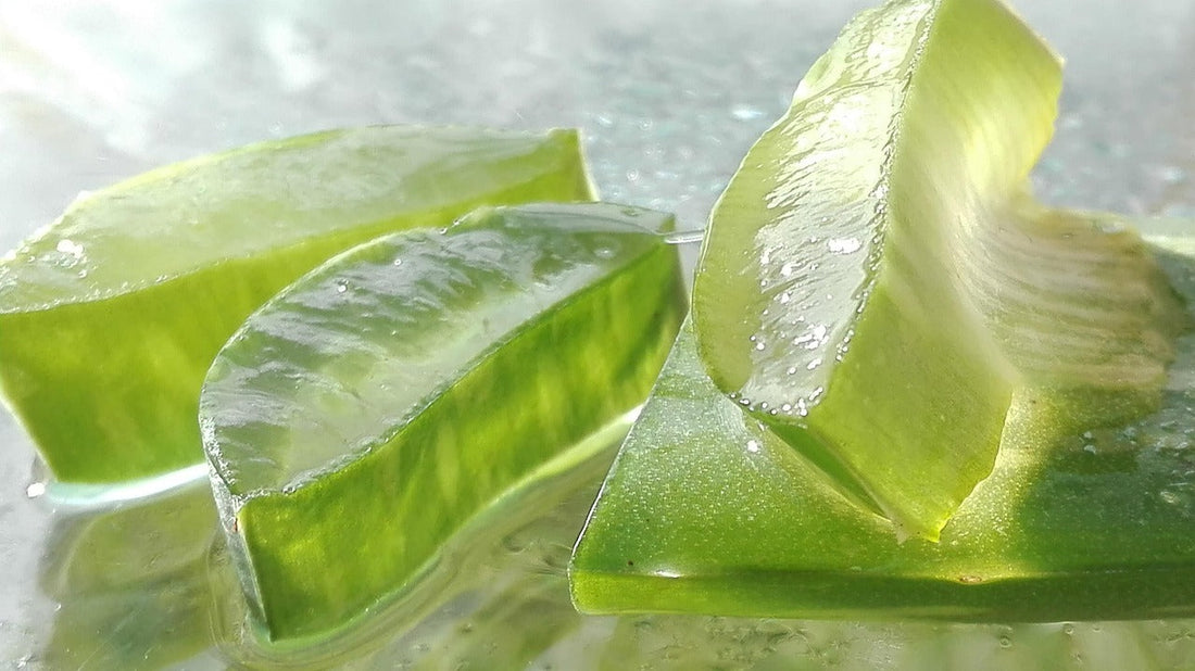 Aloe Vera in der Tierpflege